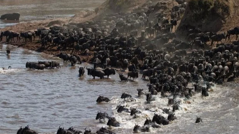 7 Days Great Migration Safari
