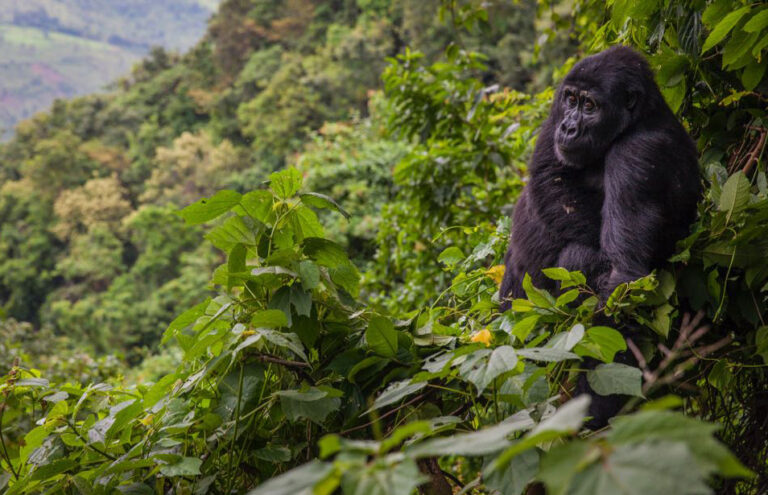Bwindi Impenetrable Forest