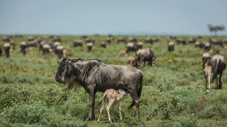 Serengeti National Park