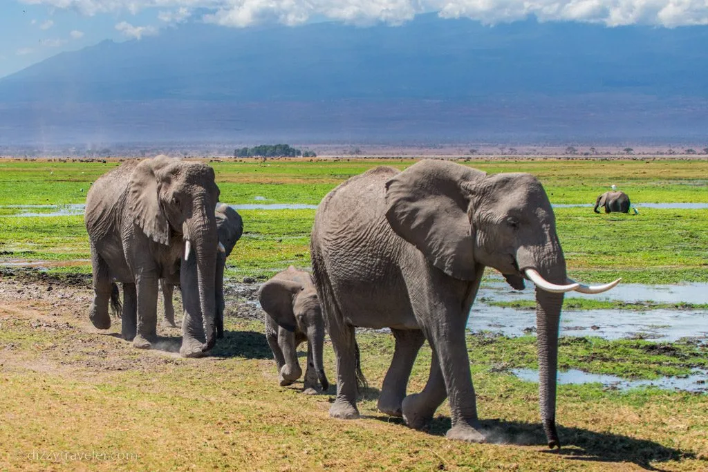 Amboseli National Park