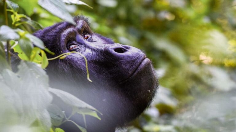 Kilimanjaro & Uganda Gorilla Adventure
