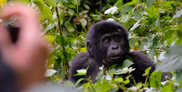 Kilimanjaro & Uganda Gorilla Adventure