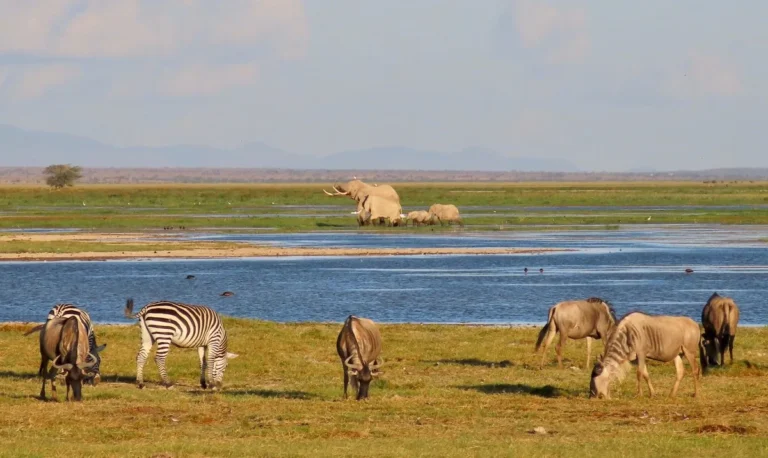 Amboseli National Park
