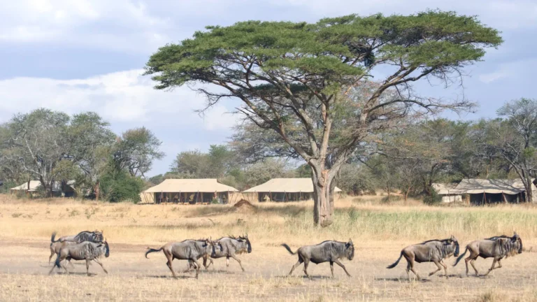 7 Days Great Migration Safari