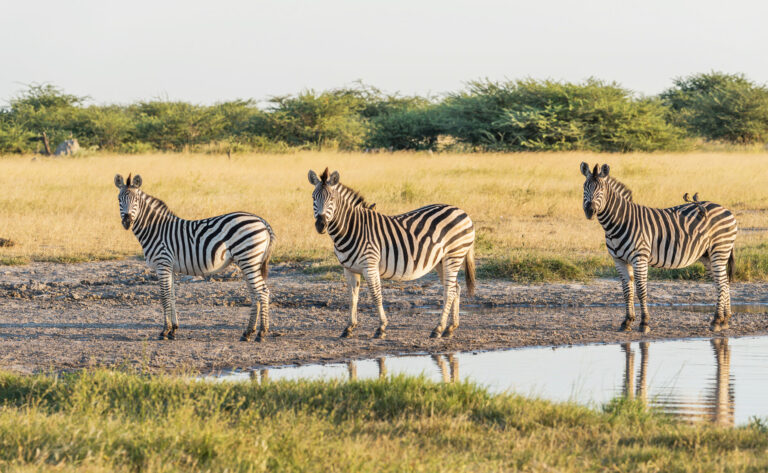 Southern Circuit Wilderness Safari