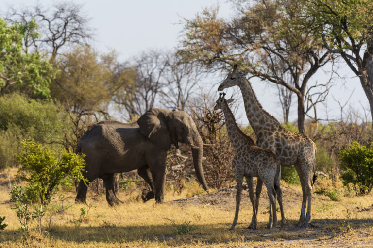 Tarangire National Park