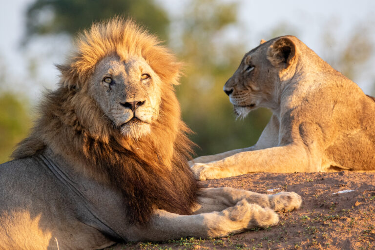 Classic Serengeti & Ngorongoro
