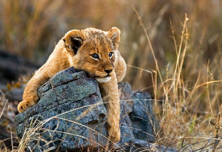 Tanzania Northern Circuit Highlights