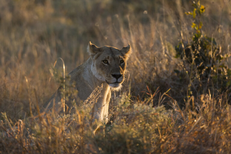 Amboseli National Park