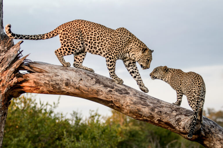 8 Days Tanzania Family Safari