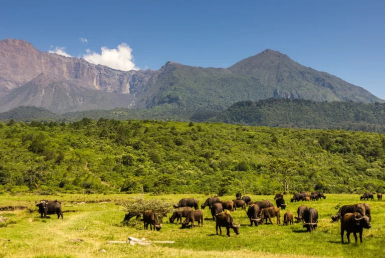 Uganda vs Rwanda: Which Is Right for Your Gorilla Trek?