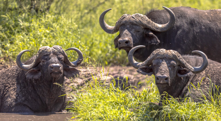 Southern Circuit Wilderness Safari