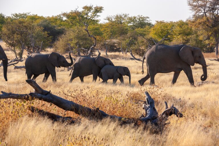 Southern Circuit Wilderness Safari