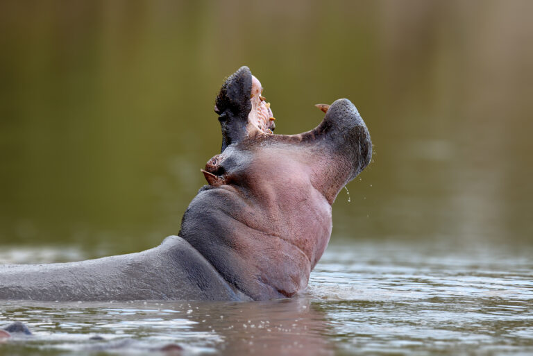 7 Days Luxury Safari