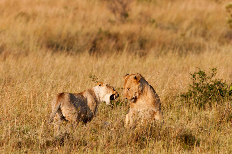 Serengeti Migration & Zanzibar Combo