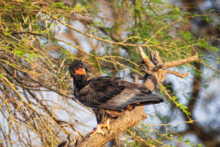 7 Days Luxury Safari