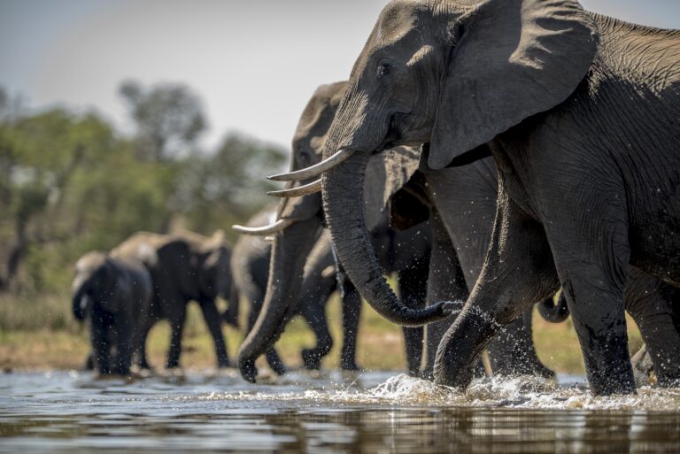 Tarangire National Park
