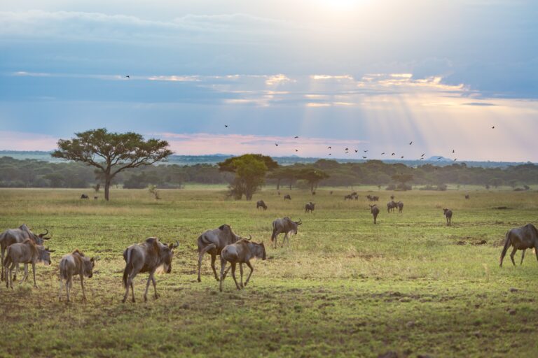 Classic Serengeti & Ngorongoro