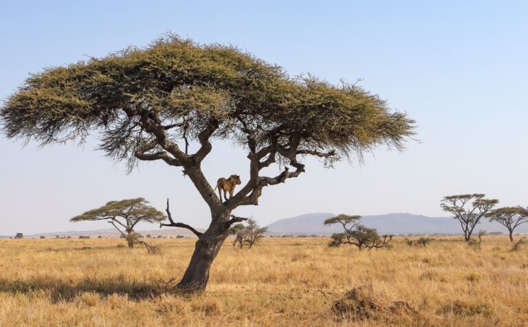 Tanzania Grand Northern Safari