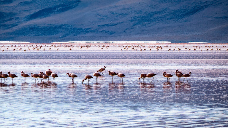 Tanzania Northern Circuit Highlights