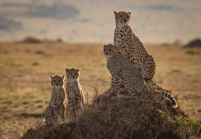 7 Days Great Migration Safari