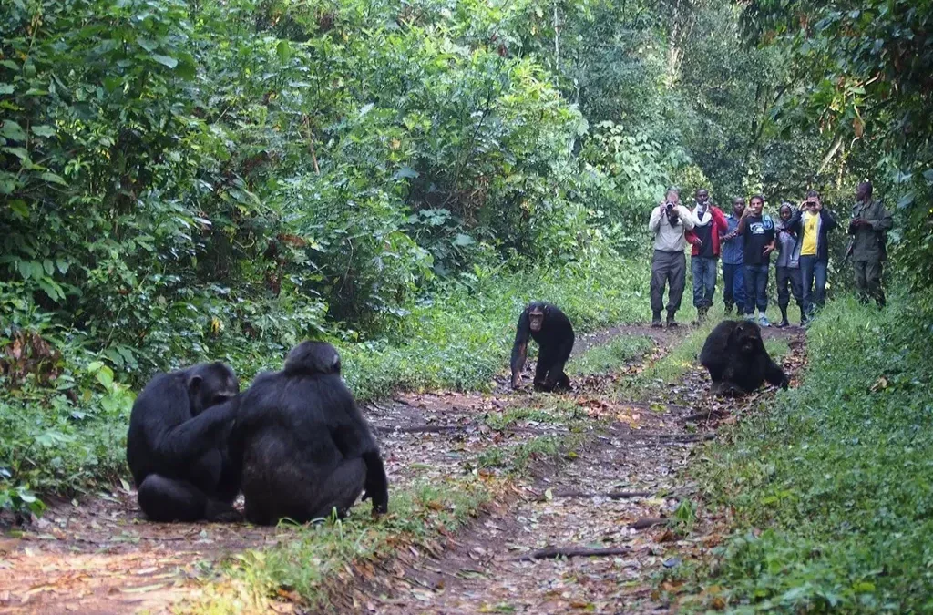 Kibale National Park
