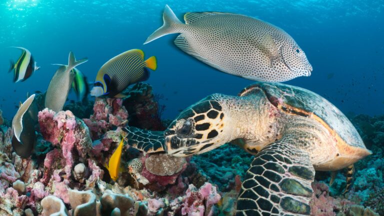 Pemba Channel Diving Holiday