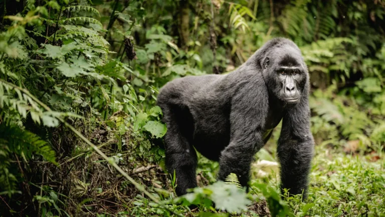 Bwindi Impenetrable Forest