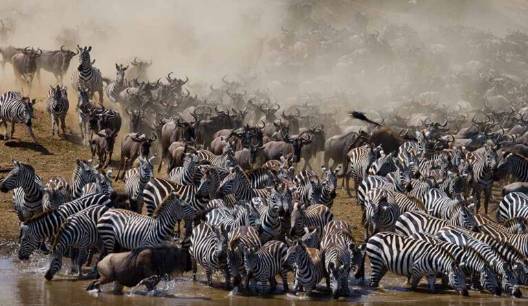 7 Days Great Migration Safari