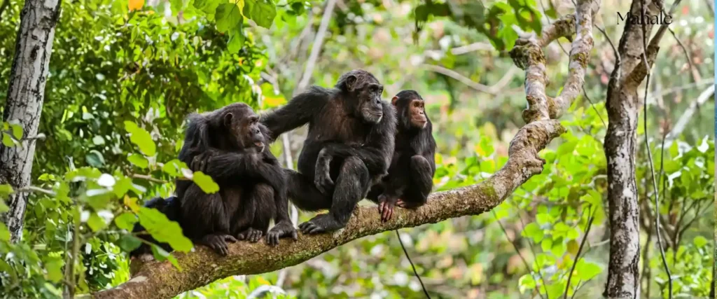 Bwindi Impenetrable Forest