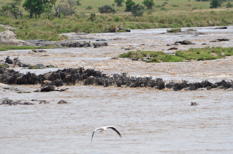 7 Days Great Migration Safari