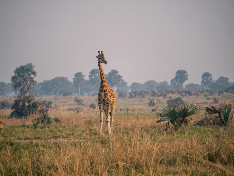 4 Days Budget Group Safari